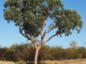 Mistrust of the Urban Canopy Corymbia terminalis habit tree