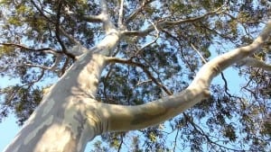 Mistrust of the Urban Canopy Spotted Gum Tree